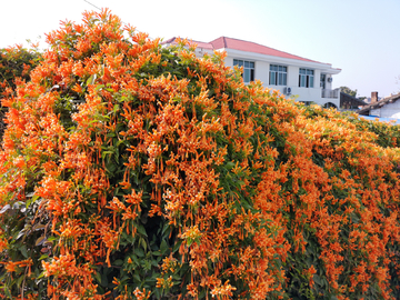 鞭炮花