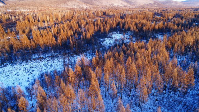 林海雪原松林景观