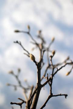 玉兰花枝花蕾苞