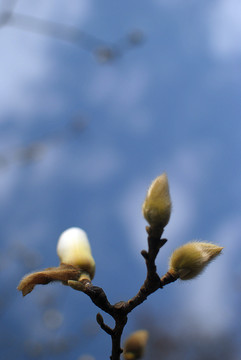 紫玉兰树花蕾