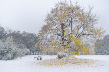 武汉雪景风光