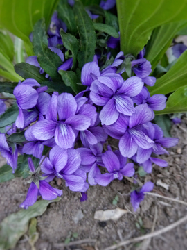 紫花地丁