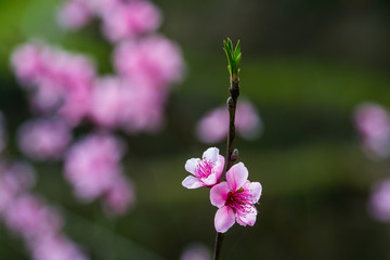 桃花