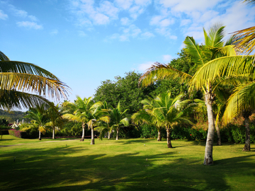 三亚天涯海角椰子树