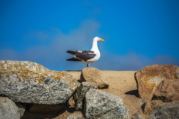 美国加州海岸线上的海鸥
