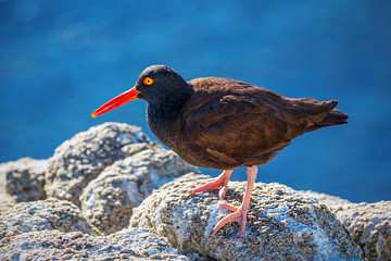 美国加州17里湾红嘴鸟