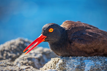 美国加州海岸边休憩的红嘴鸟