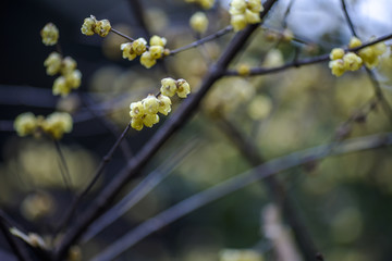 梅花