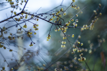 梅花