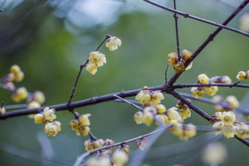 梅花