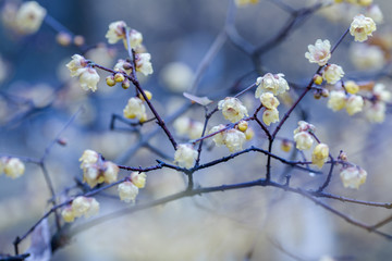 盛开的梅花