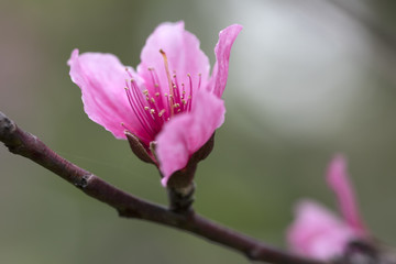 一朵桃花