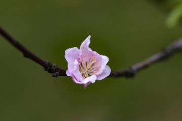 一朵桃花