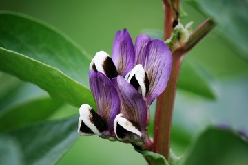 胡豆开花