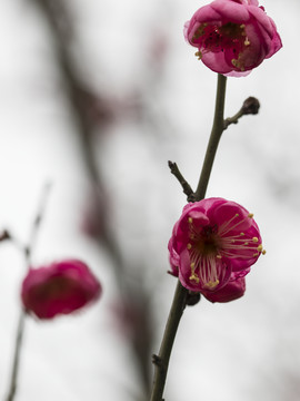 梅花