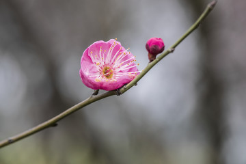 高清梅花