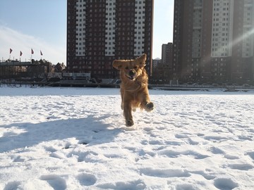 雪地里奔跑的金毛