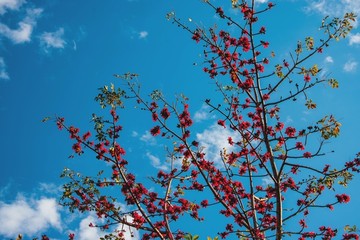 攀枝花树