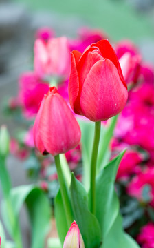 郁金香花朵花卉