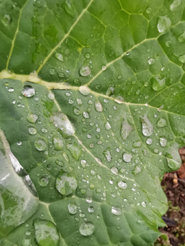 青菜露珠水珠