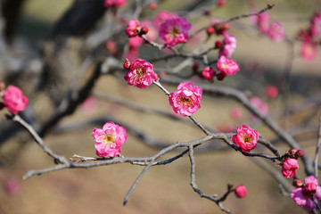 梅花