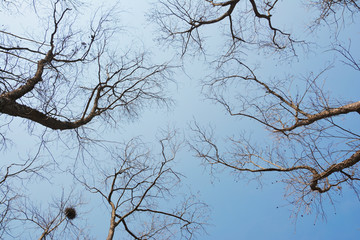 冬日天空树枝