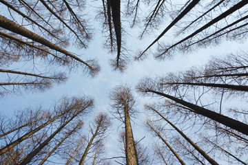 冬季杉树林