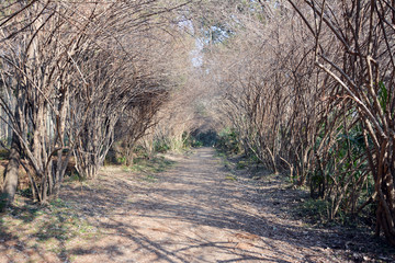 植物景观隧道