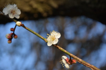 梅花