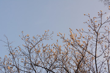 天空与梅花