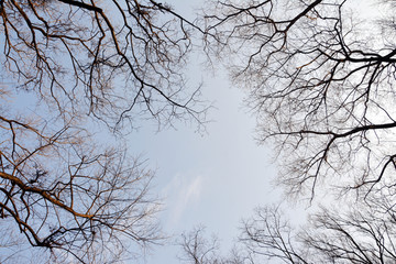 天空树枝