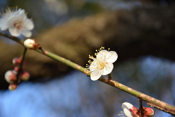 白色梅花