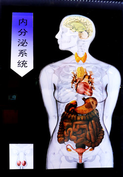 人体器官雕塑