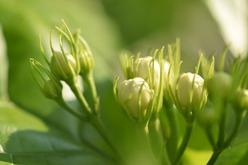 花蕾