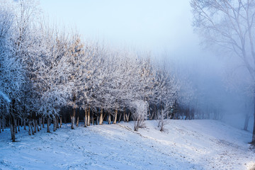 森林雪景