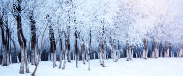 冬雪树林