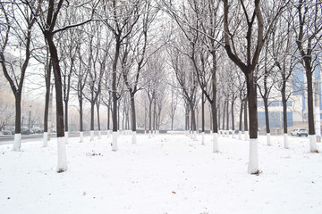 雪后树林