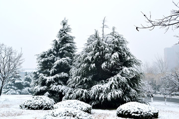 雪后松树