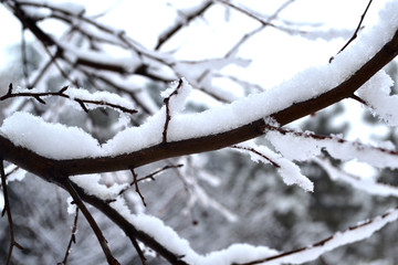 雪压树枝