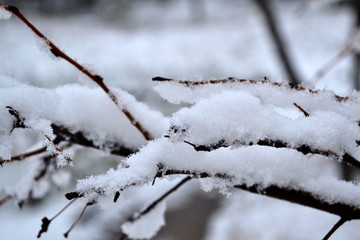 雪压树枝