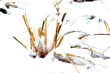 雪后小景