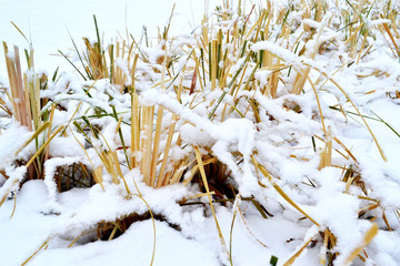 雪后小景