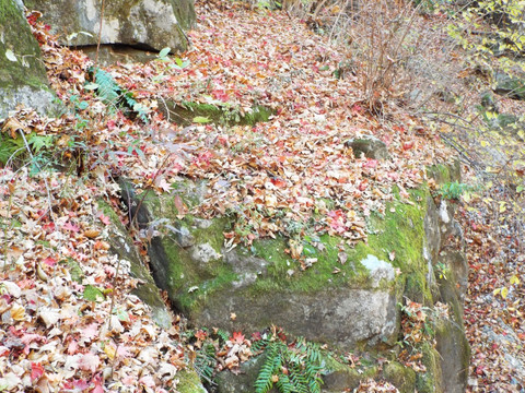 岩石上的落叶