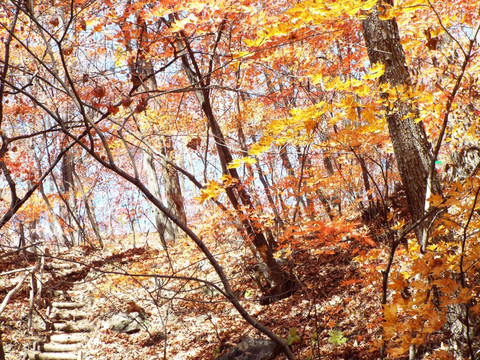 秋色山林里的小路