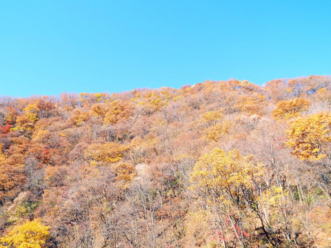 山上林地