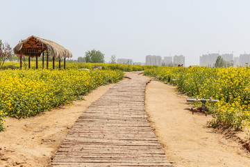 油菜花田