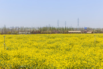 油菜花田