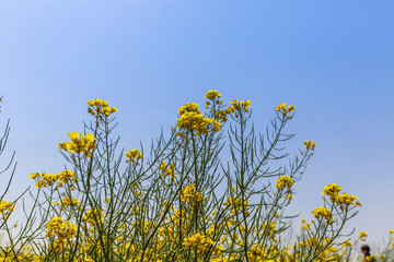 油菜花