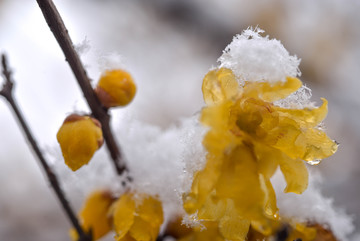 腊梅傲雪