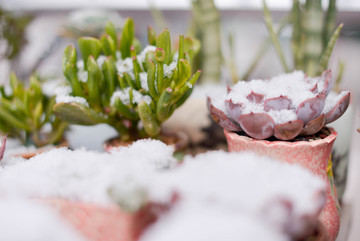 雪中多肉植物